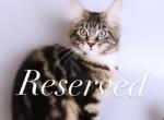 Hanna - Maine Coon Cat For Sale - NY, US