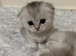 Jessica - Scottish Fold Cat For Sale - Brooklyn, NY, US