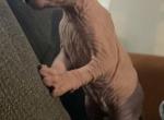 Lily - Sphynx Cat For Sale - Rockford, IL, US