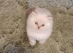 Sweet CFA Registered Lynx Point Himalayan Kitten - Himalayan Cat For Sale - Perry, FL, US