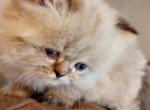 Lovable CFA Registered Lynx Point Himalayan Kitten - Himalayan Cat For Sale - Perry, FL, US