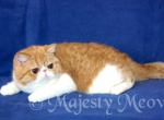 Linda - Exotic Cat For Sale - Yucca Valley, CA, US