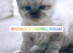 Lettys Litter - Persian Cat For Sale - Tampa, FL, US