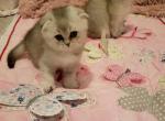 Silver ticked Scottish straight and folds - Scottish Fold Cat For Sale - MI, US