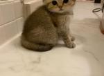 Harper - Scottish Fold Cat For Sale - Houston, TX, US