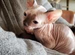 Max - Sphynx Cat For Sale - Rockford, IL, US