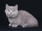 Okkervil - Munchkin Cat For Sale - Hollywood, FL, US