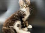 Bogdan - Maine Coon Cat For Sale - Hollywood, FL, US