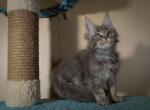 Everest - Maine Coon Cat For Sale - Hollywood, FL, US