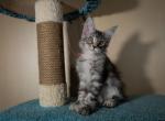 Cardinal polydactyl - Maine Coon Cat For Sale - Hollywood, FL, US