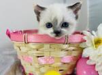 Sophie - Munchkin Cat For Sale - Ava, MO, US