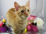 Manny - Munchkin Cat For Sale - Ava, MO, US