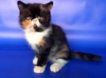 Beatriss - Exotic Cat For Sale - Hollywood, FL, US