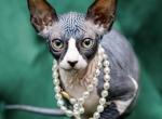 Mary - Sphynx Cat For Sale - Vernon Hills, IL, US