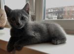 Russian Handsome - Russian Blue Cat For Sale - Miami, FL, US