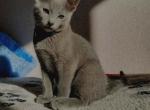 Russian Spirit - Russian Blue Cat For Sale - Miami, FL, US