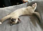 Tom - Siamese Cat For Sale - Attleboro, MA, US