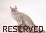 Grant - Maine Coon Cat For Sale - NY, US