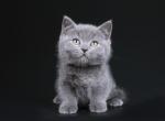 Upg - Munchkin Cat For Sale - Hollywood, FL, US