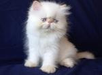 Clarissa - Persian Cat For Sale - Hollywood, FL, US