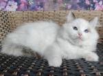 Barbie - Ragdoll Cat For Sale - Miami, FL, US