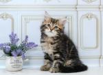 Lux - Siberian Cat For Sale - Miami, FL, US