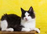 UA Mazurka Dolce - Maine Coon Cat For Sale - Brooklyn, NY, US