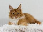 UA Mazurka Dallas - Maine Coon Cat For Sale - Brooklyn, NY, US