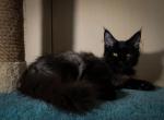 Zest - Maine Coon Cat For Sale - Hollywood, FL, US