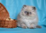 Peter - Persian Cat For Sale - Hollywood, FL, US