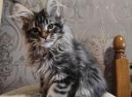 Absolom - Maine Coon Cat For Sale - Norwalk, CT, US