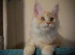 Zany - Maine Coon Cat For Sale - Norwalk, CT, US