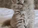 Candy - Scottish Straight Cat For Sale - NY, US