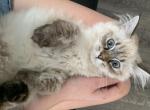 Edit - Siberian Cat For Sale - Miami, FL, US