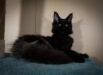 Agat - Maine Coon Cat For Sale - Norwalk, CT, US