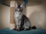 Baly polydactyl - Maine Coon Cat For Sale - Norwalk, CT, US