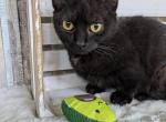 Moon - Munchkin Cat For Sale - Joplin, MO, US