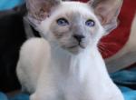 Inokentiy - Oriental Cat For Sale - Miami, FL, US