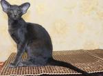 Iskander - Oriental Cat For Sale - Miami, FL, US