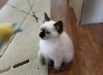 Siamese Female Seal Point Medium Fur Feb 21 - Siamese Cat For Sale - Thousand Oaks, CA, US