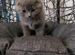 Scottish fold male - Scottish Fold Cat For Sale - Brookline, MA, US