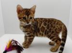 Vivaldi - Bengal Cat For Sale - Miami, FL, US