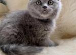 Maria - Scottish Fold Cat For Sale - Huntington, NY, US