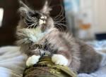 Farengate - Maine Coon Cat For Sale - Norwalk, CT, US