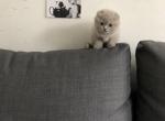 Scottish fold female - Scottish Fold Cat For Sale - Brookline, MA, US