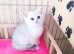 Ecler - British Shorthair Cat For Sale - NY, US