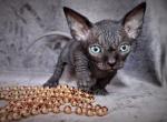 Ceron - Sphynx Cat For Sale - Norwalk, CT, US