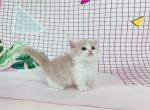 Fendi - Munchkin Cat For Sale - Staten Island, NY, US