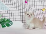 nancy - Munchkin Cat For Sale - Staten Island, NY, US