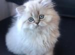 Fluffy - Scottish Straight Cat For Sale - Vancouver, WA, US